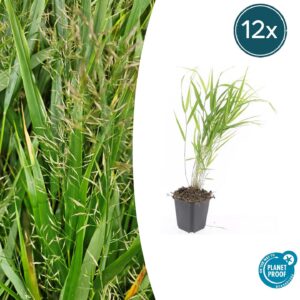 Hakonechloa macra | 12 stuks