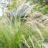 Stipa tenuissima 'Ponytails' | 20 stuks