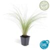 Stipa tenuissima 'Ponytails' | 40 stuks