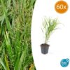Hakonechloa macra | 60 stuks