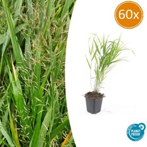 thumbnail_6000-2249.jpg Hakonechloa macra | 60 stuks