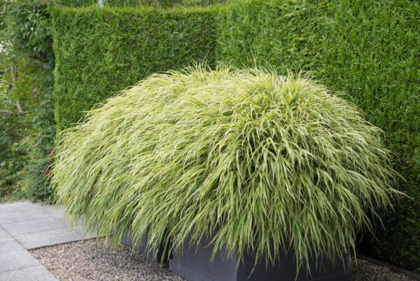 thumbnail_6000-2252.jpg Hakonechloa macra | 60 stuks