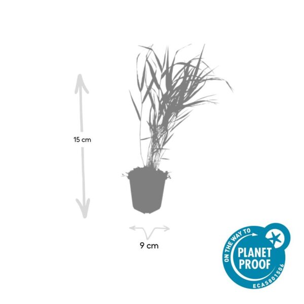 thumbnail_6000-2253.jpg Hakonechloa macra | 60 stuks