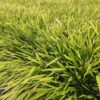 Hakonechloa macra | 60 stuks