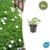 Geranium sang. 'Album' | 6 stuks