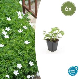 Geranium sang. 'Album' | 6 stuks