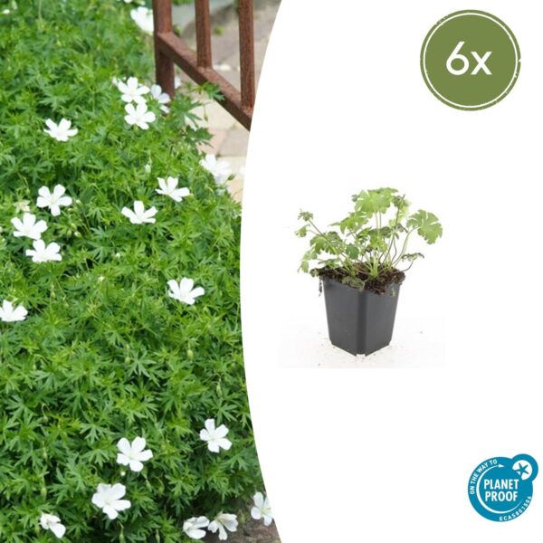 Geranium sang. 'Album' | 6 stuks