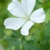 Geranium sang. 'Album' | 6 stuks