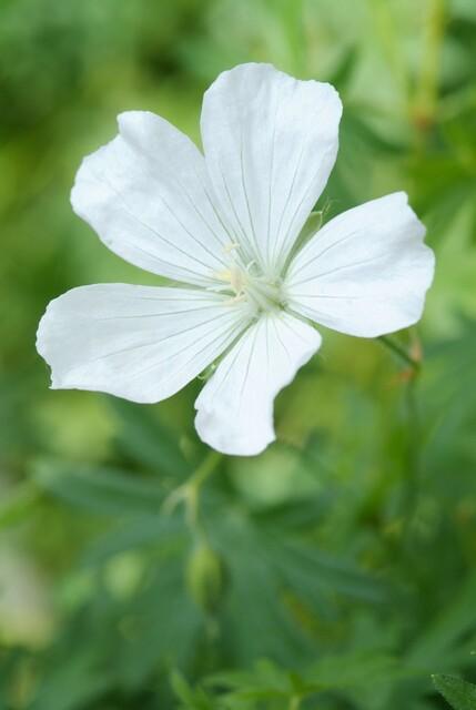 Geranium sang. 'Album' | 6 stuks