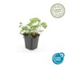 Geranium sang. 'Album' | 6 stuks
