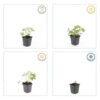 Geranium sang. 'Album' | 6 stuks