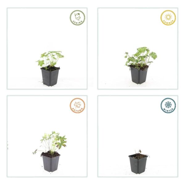 Geranium sang. 'Album' | 6 stuks