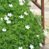 Geranium sang. 'Album' | 6 stuks