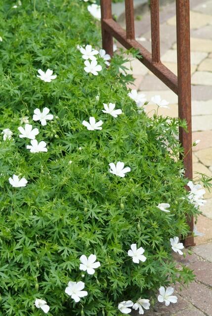 Geranium sang. 'Album' | 6 stuks