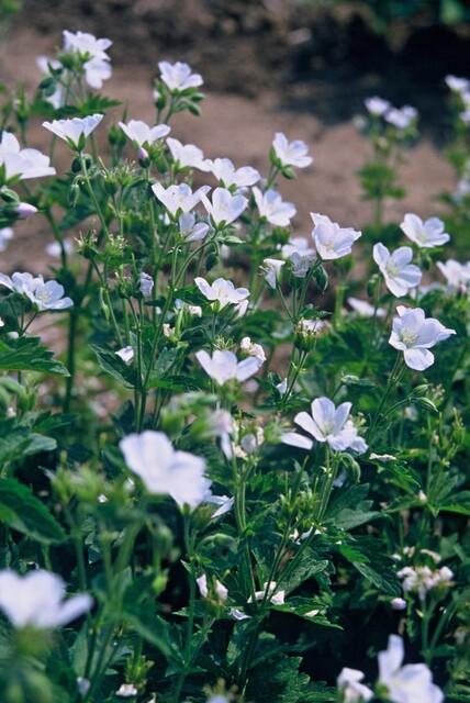 Geranium sang. 'Album' | 6 stuks