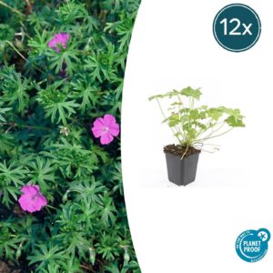Geranium 'Tiny Monster' | 12 stuks