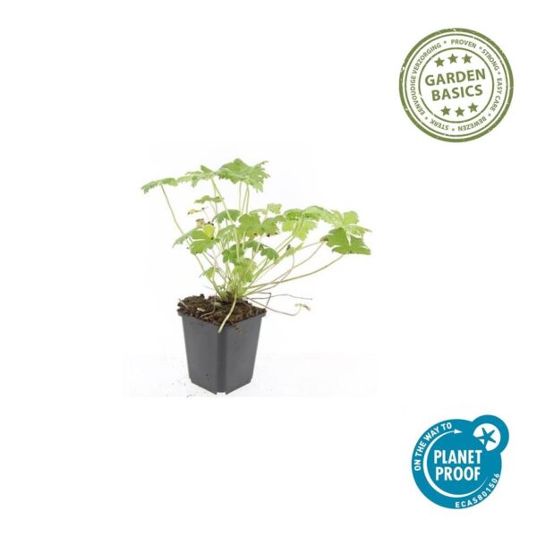 Geranium 'Tiny Monster' | 40 stuks