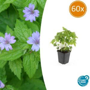 Geranium nodosum | 60 stuks