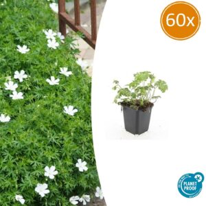 Geranium sang. 'Album' | 60 stuks