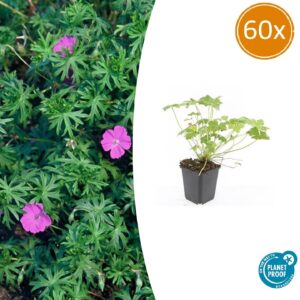 Geranium 'Tiny Monster' | 60 stuks