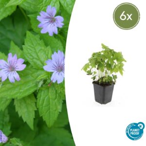 Geranium nodosum | 6 stuks