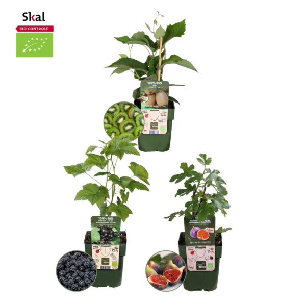 thumbnail_6000-235.png Zoete oogst trio - BIO Fruitplanten mix | 3 stuks