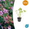 Geranium macrorrhizum | 60 stuks