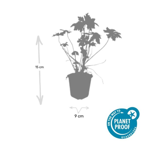 thumbnail_6000-2359.jpg Geranium macrorrhizum | 60 stuks