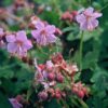 Geranium macrorrhizum | 60 stuks