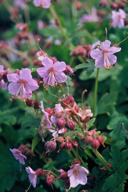 thumbnail_6000-2361.jpg Geranium macrorrhizum | 60 stuks