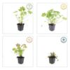 Geranium macrorrhizum | 60 stuks