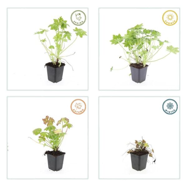 thumbnail_6000-2362.jpg Geranium macrorrhizum | 60 stuks