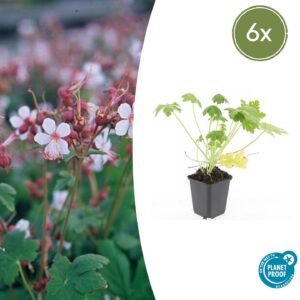Geranium macr. 'Spessart' | 6 stuks