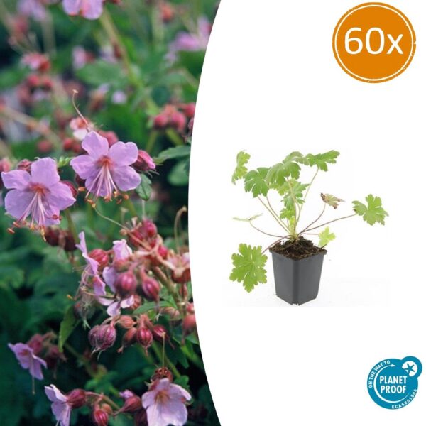 thumbnail_6000-2418.jpg Geranium macrorrhizum 'Ingwersen's Var' | 60 stuks