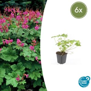Geranium macr. 'Czakor' | 6 stuks