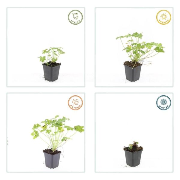 Geranium macr. 'Czakor' | 6 stuks