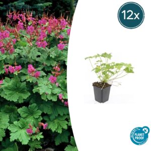 thumbnail_6000-2435.jpg Geranium macr. 'Czakor' | 12 stuks
