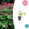 Geranium macrorrhizum 'Czakor' | 20 stuks