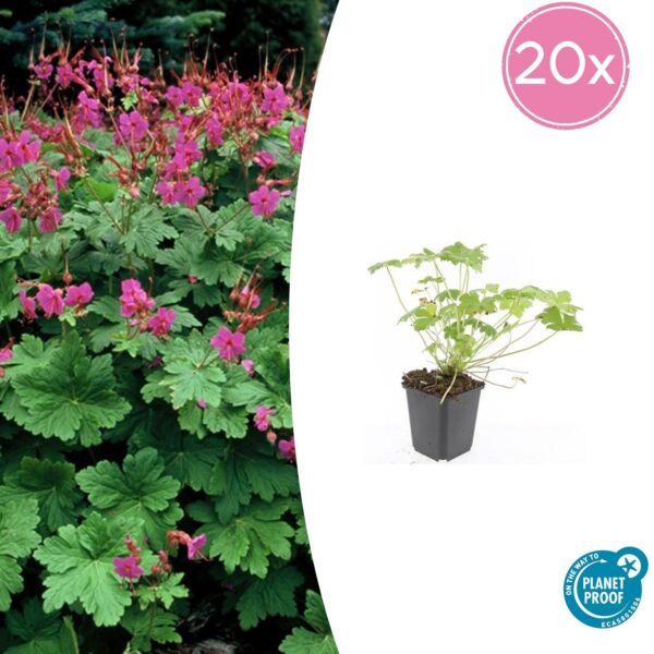 Geranium macrorrhizum 'Czakor' | 20 stuks