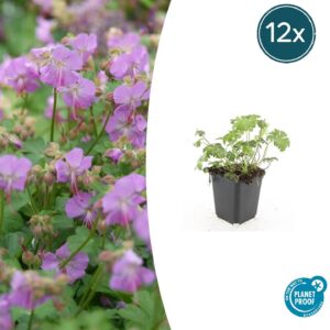 Geranium cantabrigiense 'Cambridge' | 12 stuks