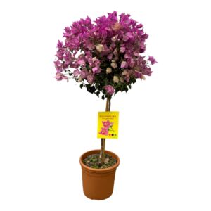 Bougainvillea op stam