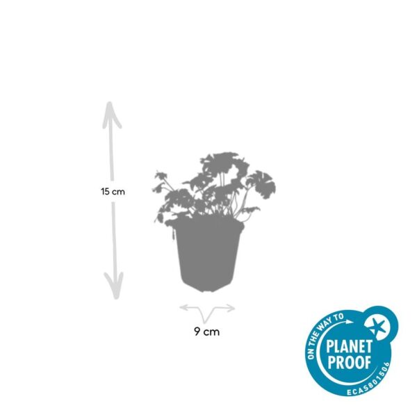 Geranium cantabrigiense 'Cambridge' | 40 stuks
