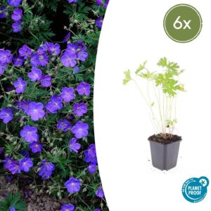 thumbnail_6000-2505.jpg Geranium 'Johnson's Blue' | 6 stuks