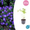 Geranium 'Johnson's Blue' | 20 stuks