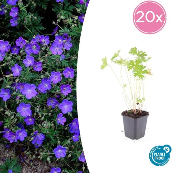 thumbnail_6000-2517.jpg Geranium 'Johnson's Blue' | 20 stuks