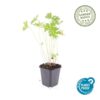 Geranium 'Johnson's Blue' | 20 stuks