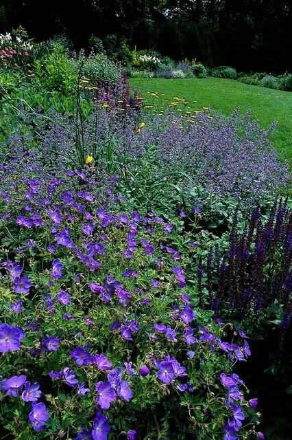 thumbnail_6000-2522.jpg Geranium 'Johnson's Blue' | 20 stuks