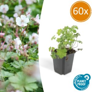 thumbnail_6000-2529.jpg Geranium cant. 'Biokovo' | 60 stuks