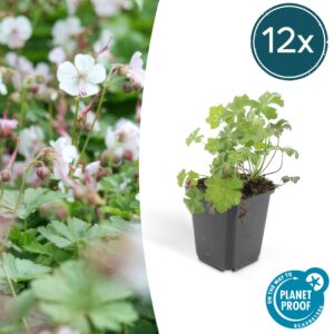 thumbnail_6000-2546.jpg Geranium cant. 'Biokovo' | 12 stuks