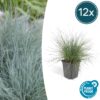 Festuca glauca 'Elijah Bleu' | 12 stuks
